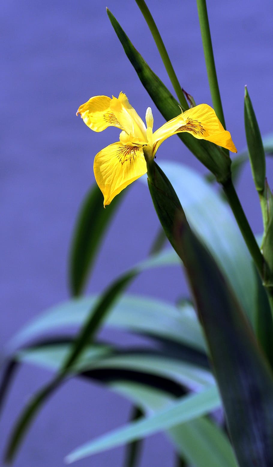 iris, marsh, yellow, vegetation, petals, yellow flower, river HD wallpaper
