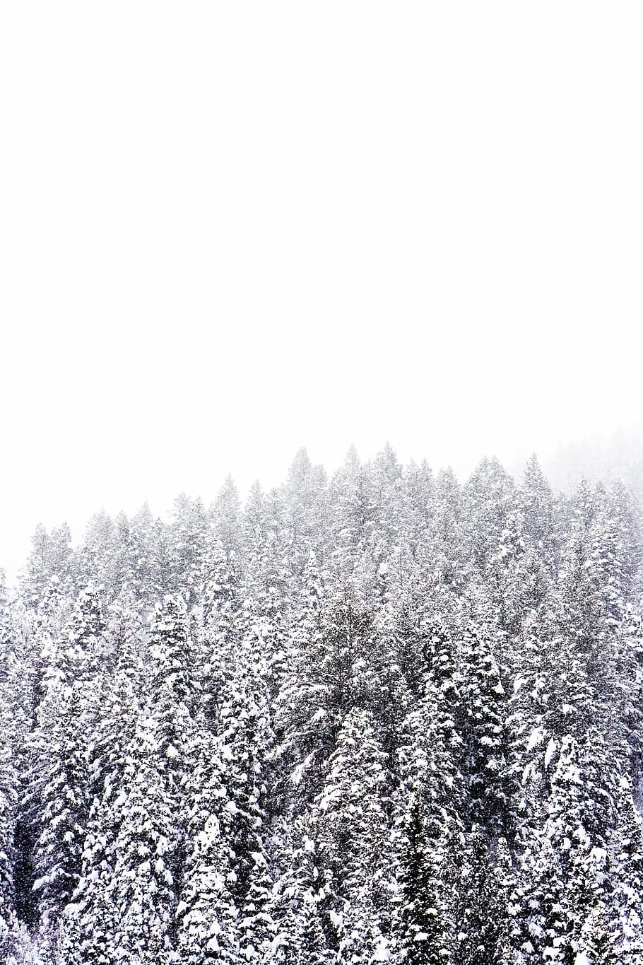 landscape photo of snow-covered pine trees under bright foggy sky HD wallpaper