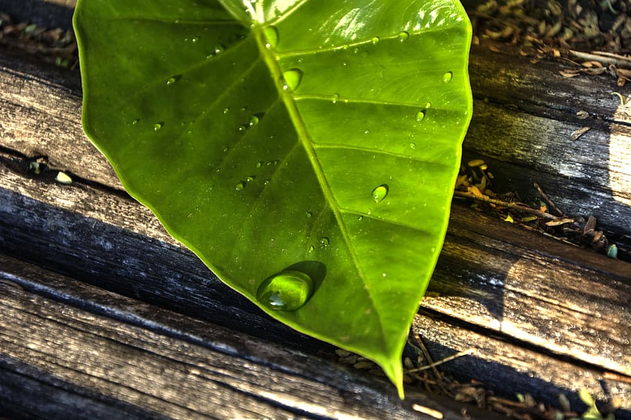 Leaf, Green, Water, Water Drop, Fresh, Garden, green color HD wallpaper