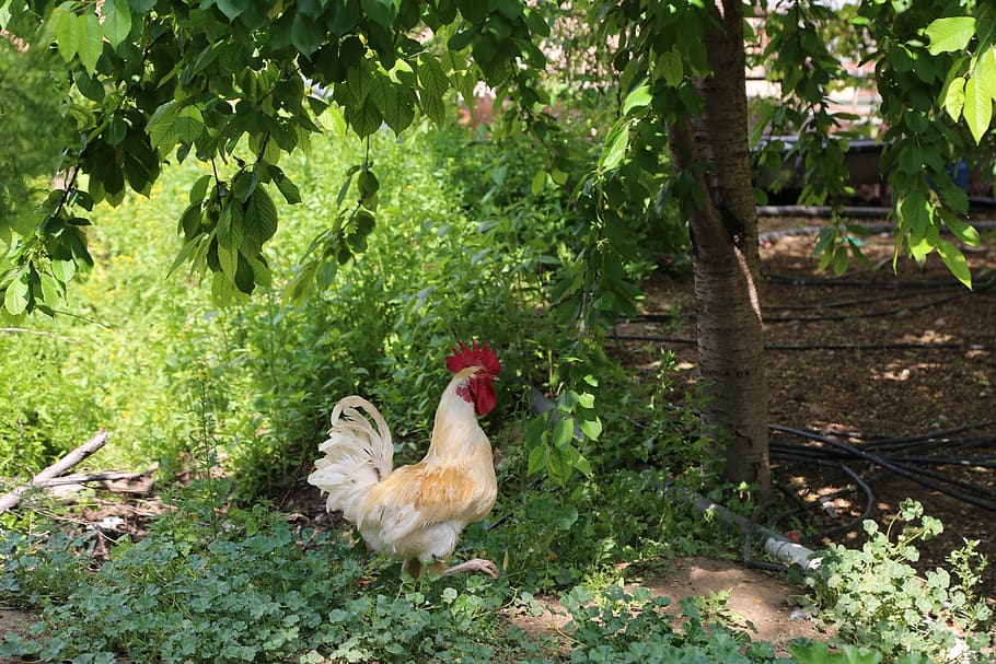 cock, animals, pets, bird, animal themes, vertebrate, plant HD wallpaper
