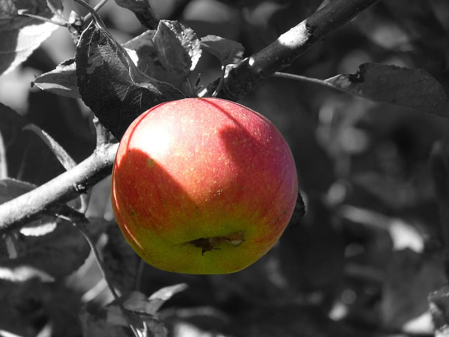 red and green apple fruit in selective color photography, red apple HD wallpaper