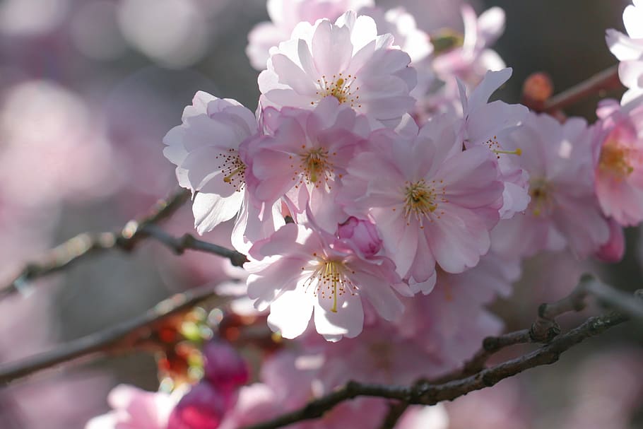 blossom, pink, spring, nature, flowers, branch, flowering plant HD wallpaper