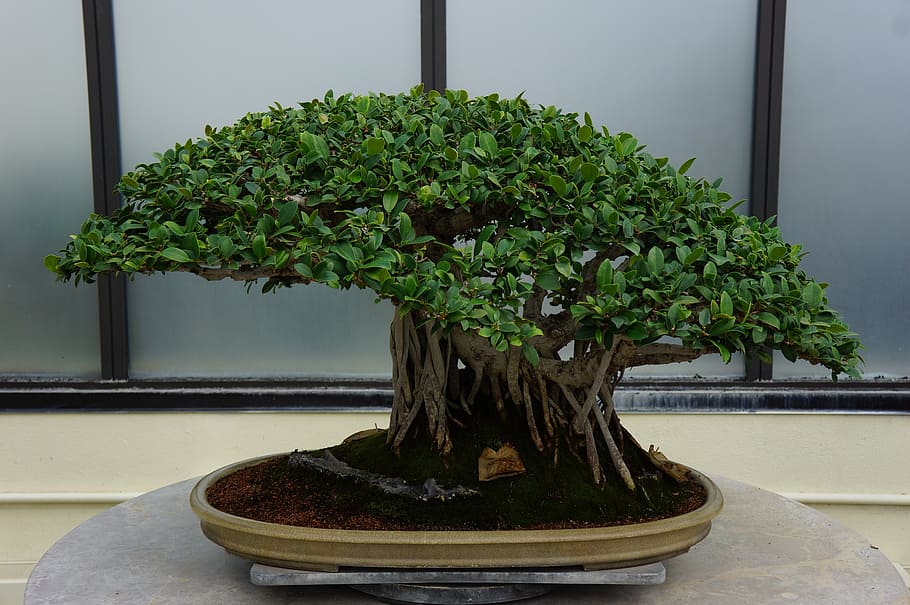 bonsai plant on the top of the table, small, tree, potted, green, HD wallpaper