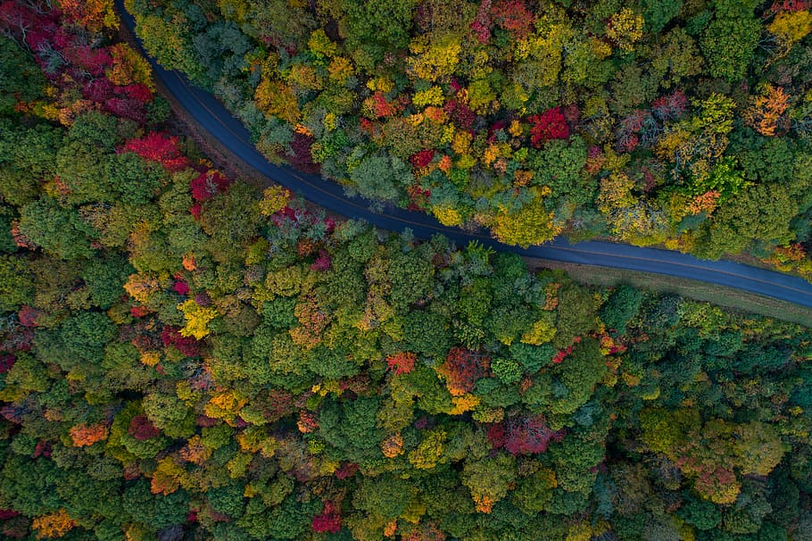 aerial photography of gray asphalt road on forest, bird's eyeview of trees, HD wallpaper