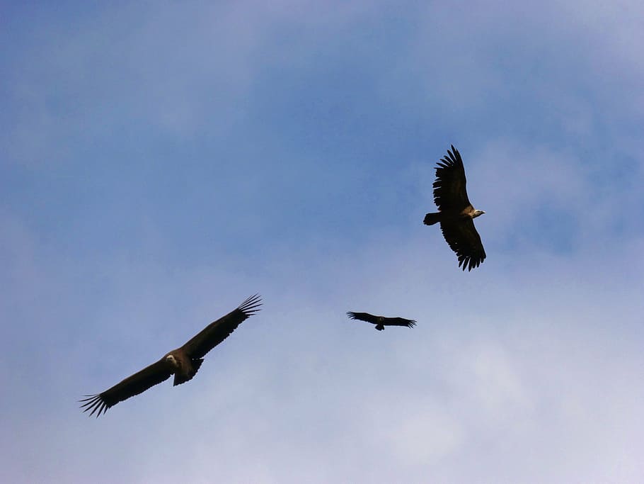 vultures, sky, fly, flight, fauna, birds, flying, animal wildlife HD wallpaper