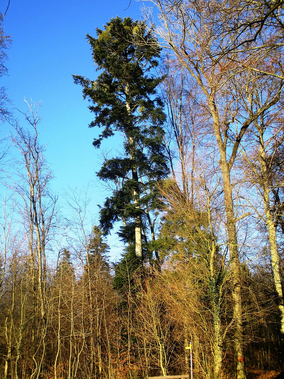 green, forest, sky blue, tree, atmosphere, wood, mood, great addition HD wallpaper