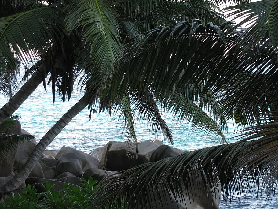 seychelles, la digue, sea, island, indian ocean, palm trees, HD wallpaper