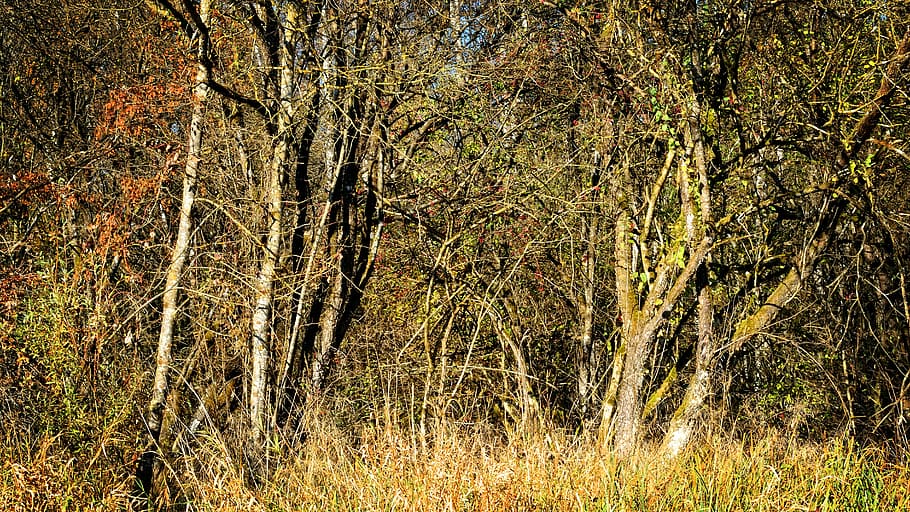 scrub, thicket, devoured, bushes, environment, aesthetic, nature HD wallpaper