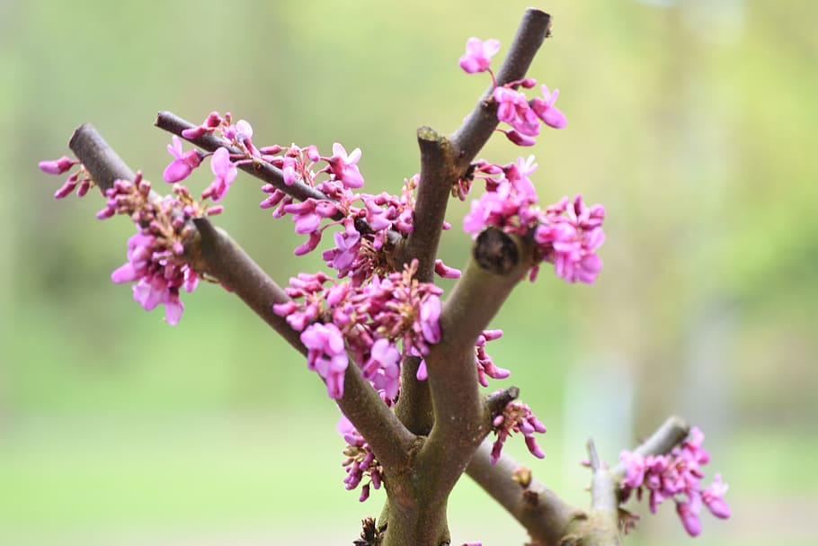 spring, flowers, flowering, tree, flowering plant, growth, beauty in nature HD wallpaper