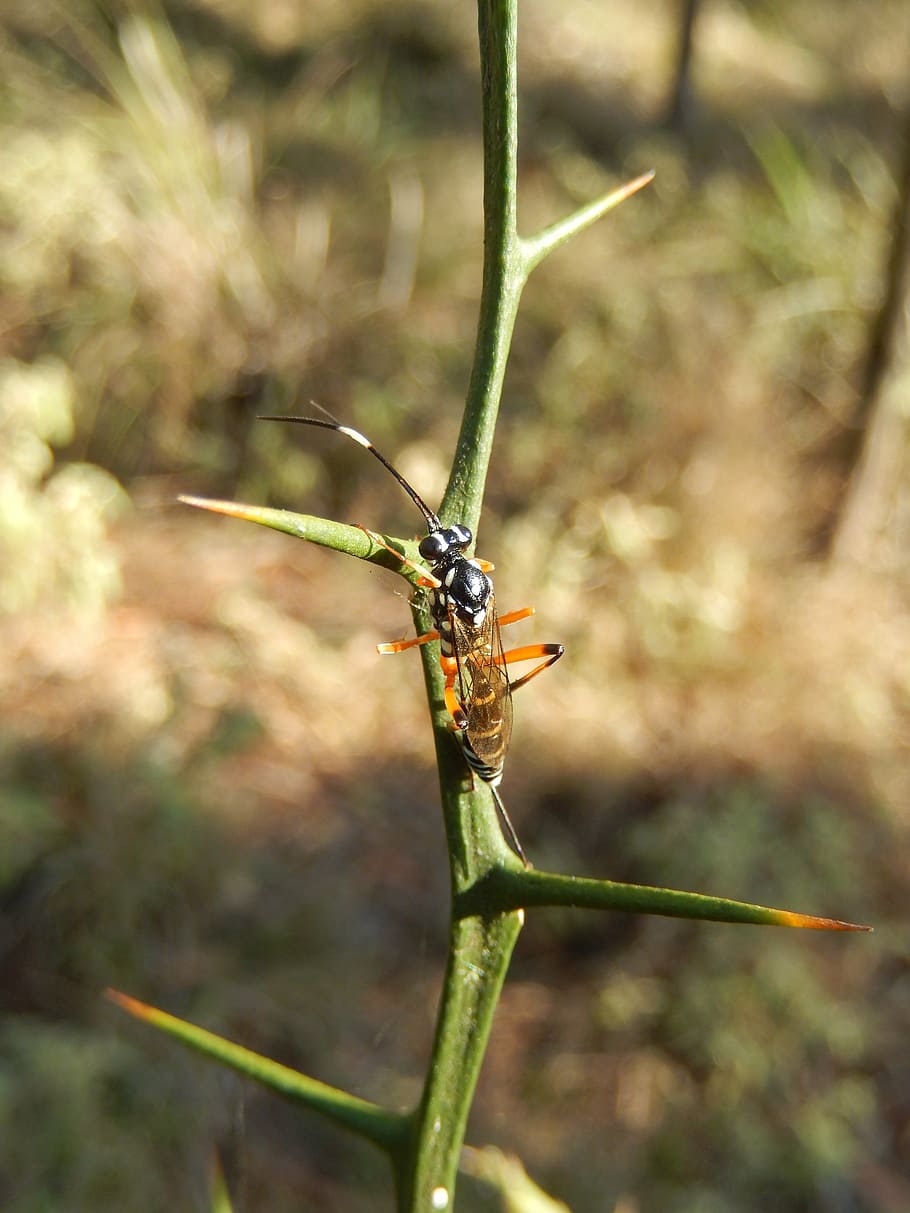 wasp, insect, bug, fauna, nature, animal, green Color, one animal HD wallpaper