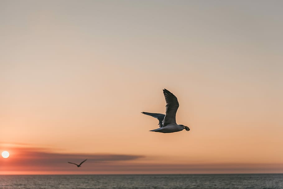 two birds at flight, gray bird flying above sea, sunset, seagull HD wallpaper