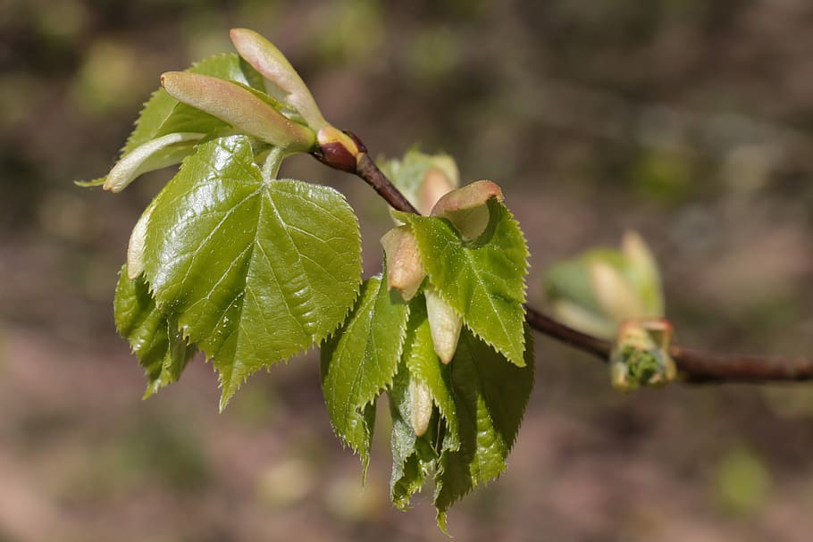 leaf, nature, plant, tree, growth, young leaves, schönwetter HD wallpaper