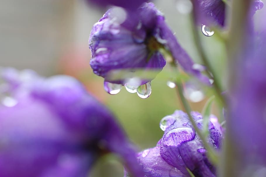 Raindrop, Blossom, Bloom, Close, Purple, flower, fragility HD wallpaper