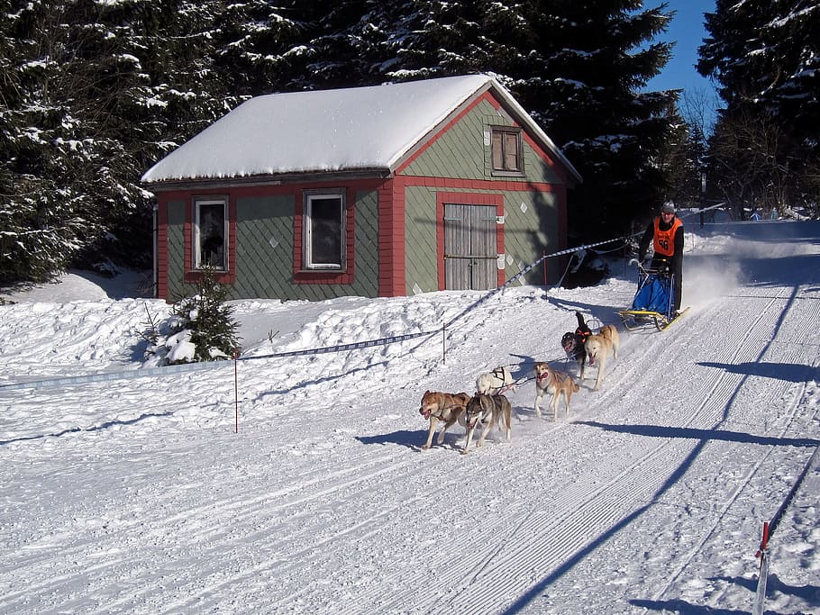 dogs pulling sled, Germany, Winter, Snow, Ice, Dogs, Race, racing HD wallpaper