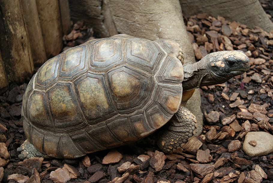 Turtle, Reptile, Nature, reptiles, tortoise, shield, water HD wallpaper
