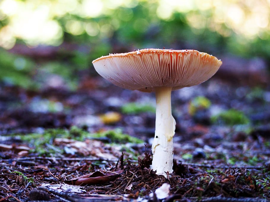 selective focus photography of red and white mushroom, autumn HD wallpaper