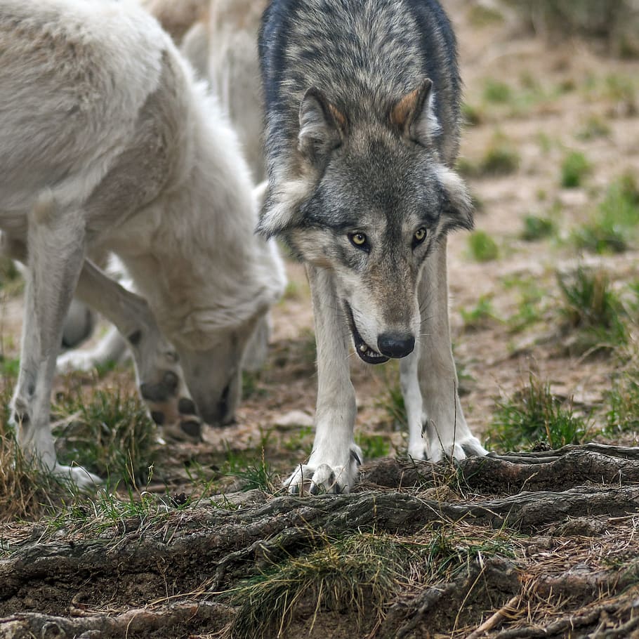 wolf, predator, wild animal, animal themes, mammal, animals in the wild HD wallpaper