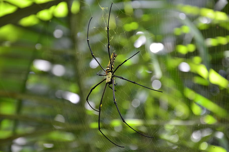 spider, nature, outdoor, plant, green color, beauty in nature HD wallpaper
