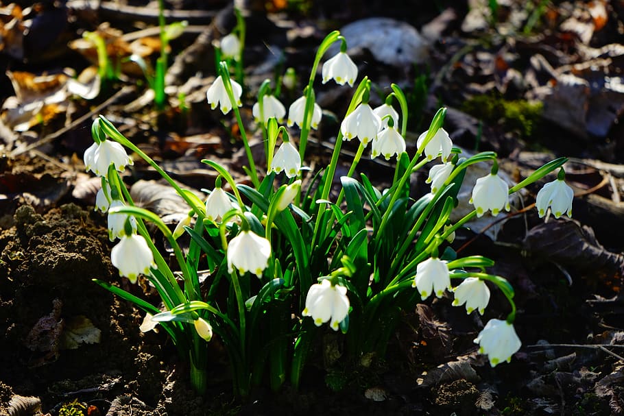 snowflake, flower, blossom, bloom, white, forest, forest flower HD wallpaper
