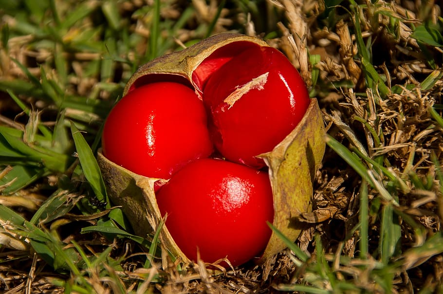 red, fruit, berries, tamarind, small leaf tamarind, diploglottis campbelli HD wallpaper