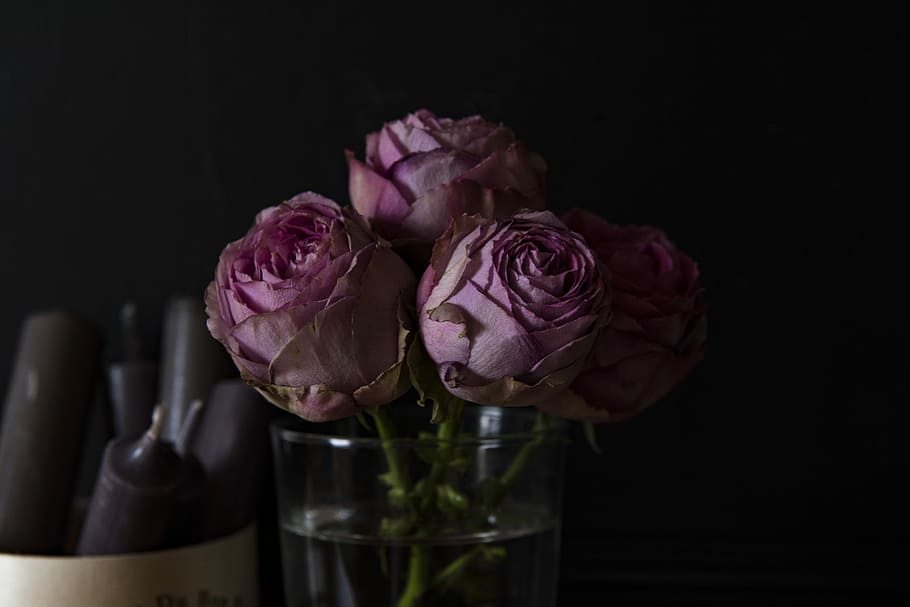 four purple rose flowers on clear glass vase, three pink flowers on glass vase HD wallpaper