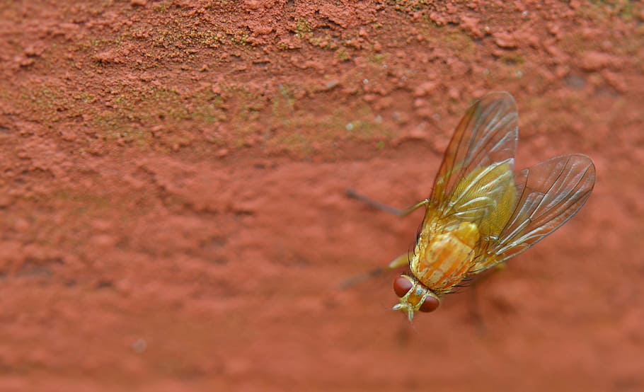 closeup photo of yellow fly, insect, natur, aimal, bug, summer HD wallpaper