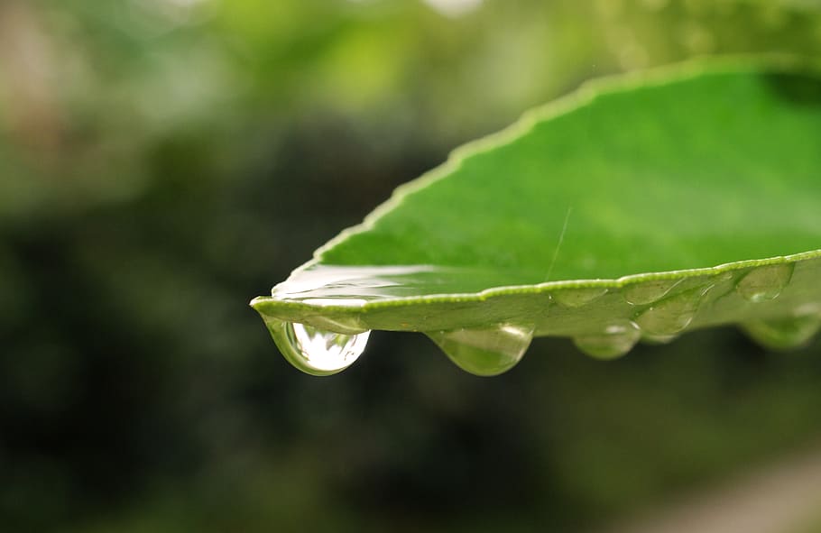 leaf, nature, plant, rain, outdoors, armenia, plant part, green color HD wallpaper