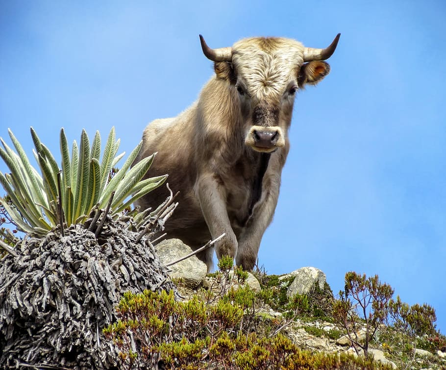 ox on top of cliff, charolais, bull, cattle, sky, animal, hill, HD wallpaper