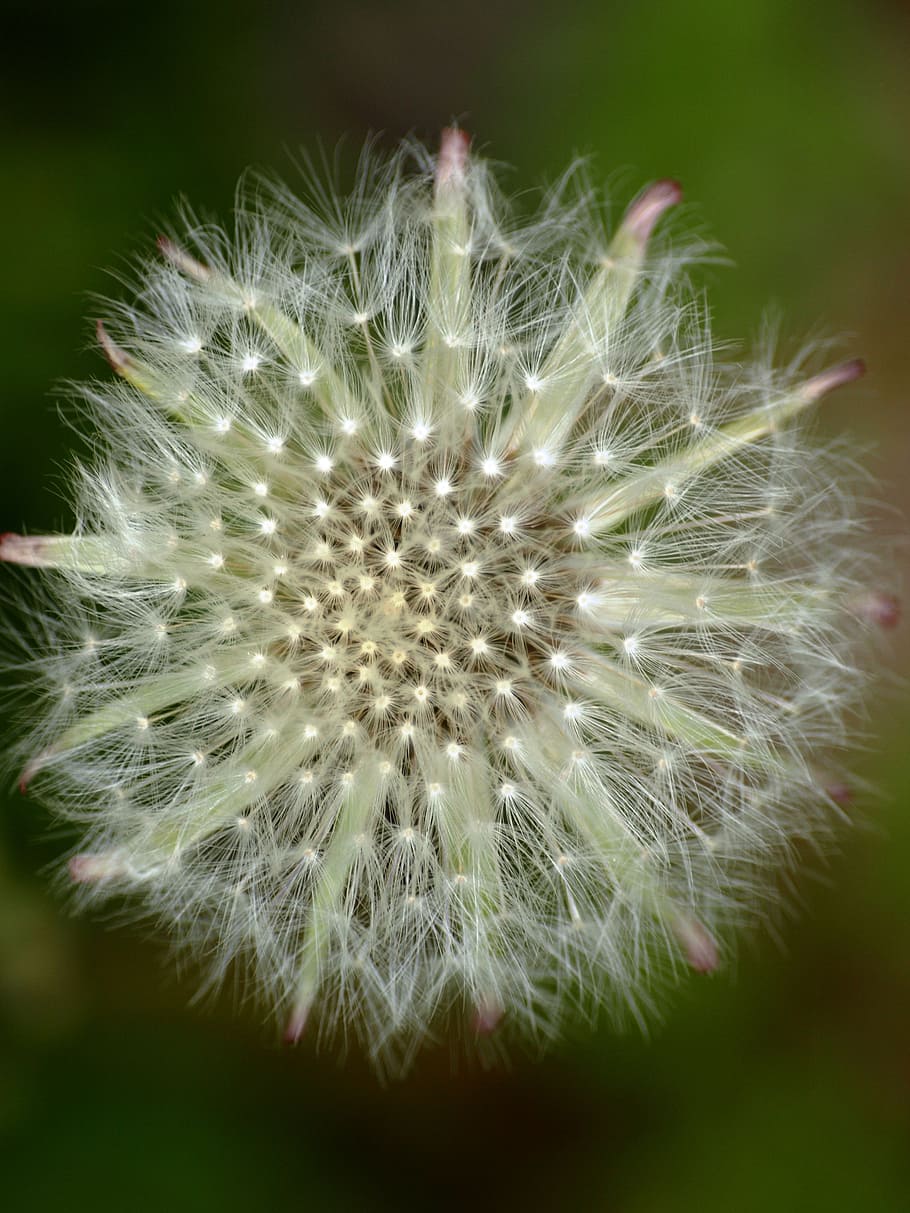 dandelion, close, roadside, seeds, flowering plant, fragility HD wallpaper