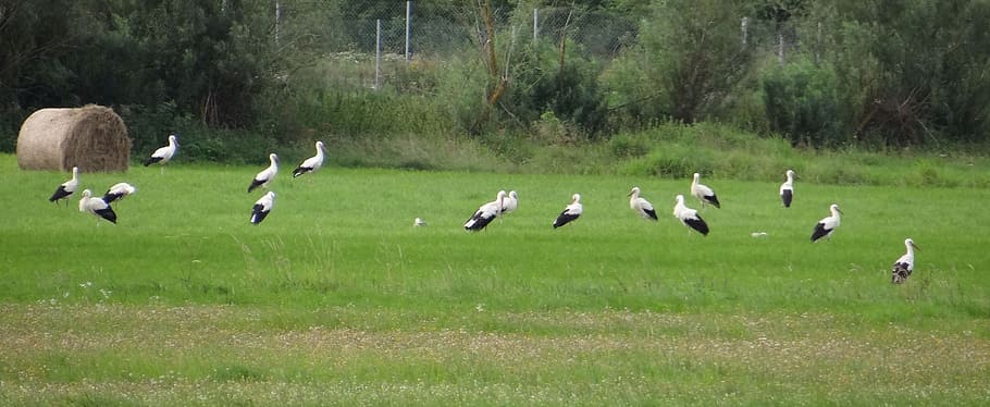 fly out, storks, diet, grass, bird, vertebrate, plant, animal themes HD wallpaper