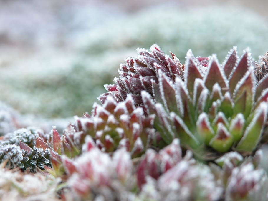 frost, plant, cold, nature, hoarfrost, ice, frozen, winter HD wallpaper