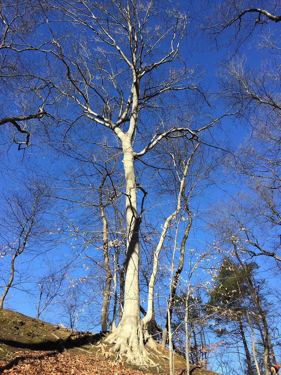 Nature, Woods, Blue Sky, Tree, bare tree, no people, day, plant HD wallpaper