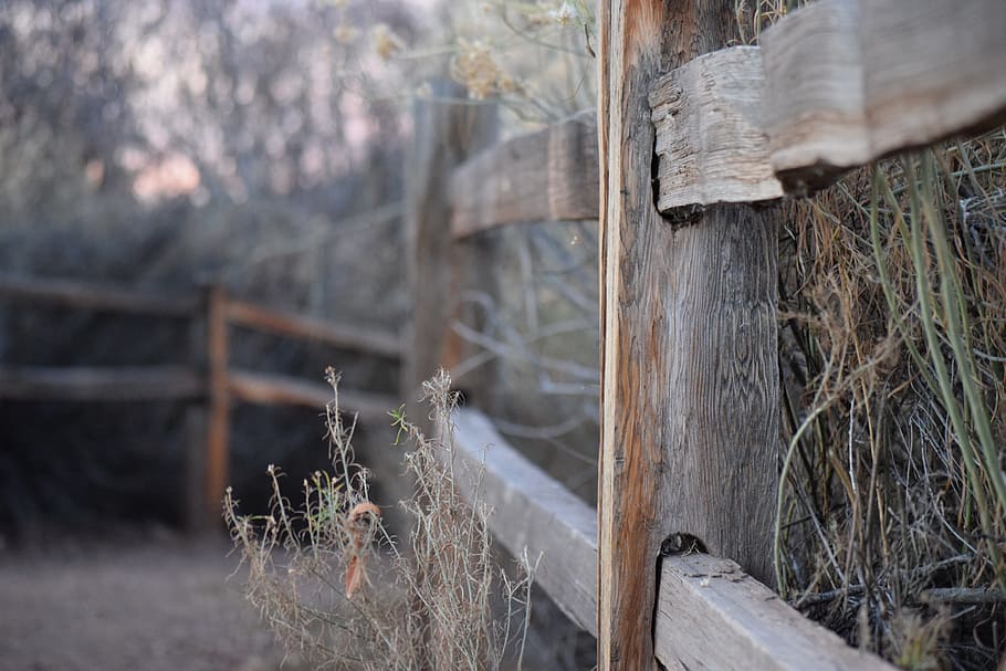 fence, path, rustic, wood - material, tree, nature, selective focus HD wallpaper
