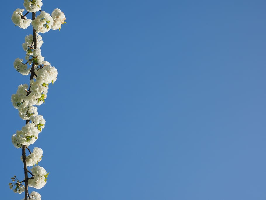 cherry blossom, white, spring, bloom, white blossom, tree, blossom branches HD wallpaper