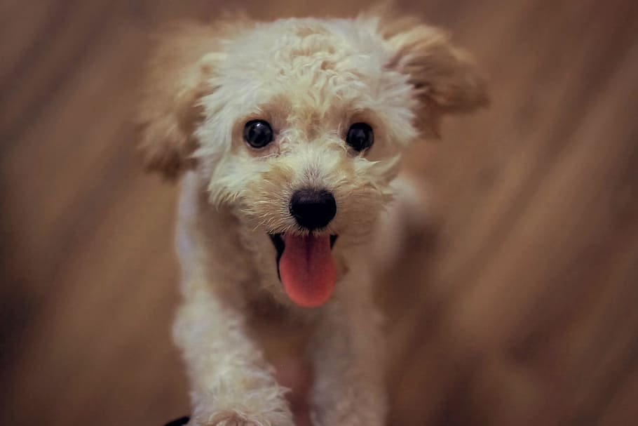 Cream Toy Poodle, adorable, animal, blur, canine, close-up, cute