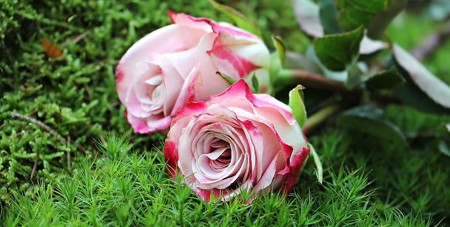 close up photography of pink roses, culture roses, noble roses, HD wallpaper