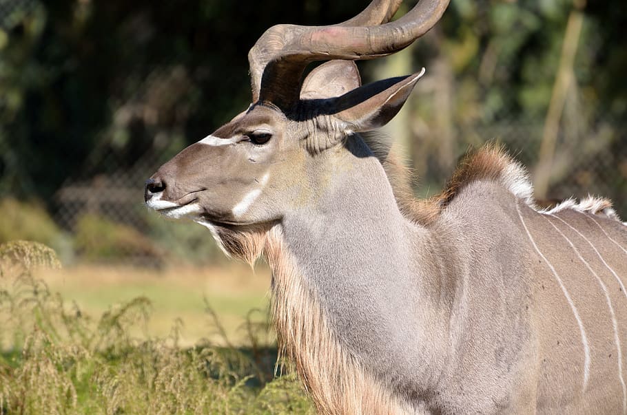 great kudu, wildlife, africa, nature, safari, park, bush, national, HD wallpaper