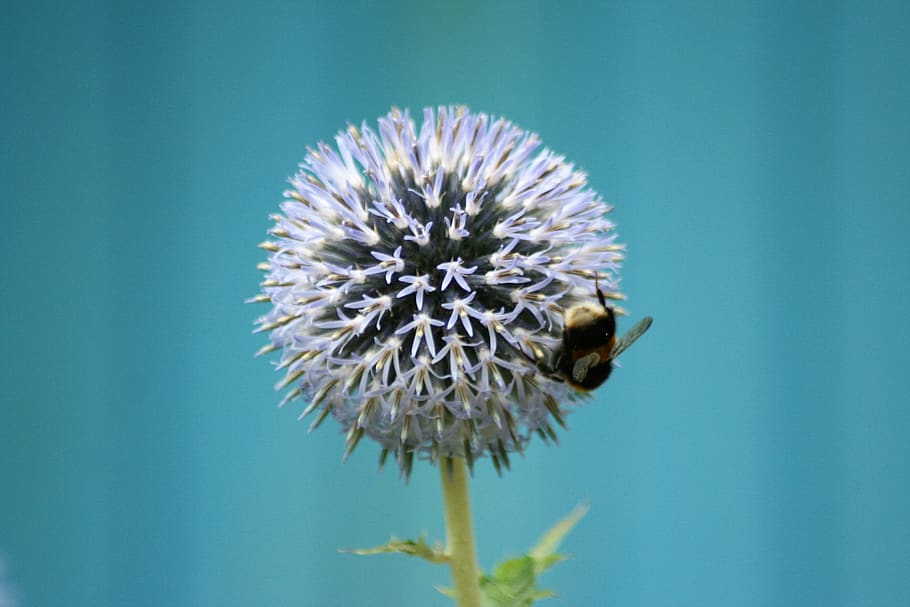 flower, bee, insect, blue, flowering plant, one animal, animal wildlife HD wallpaper