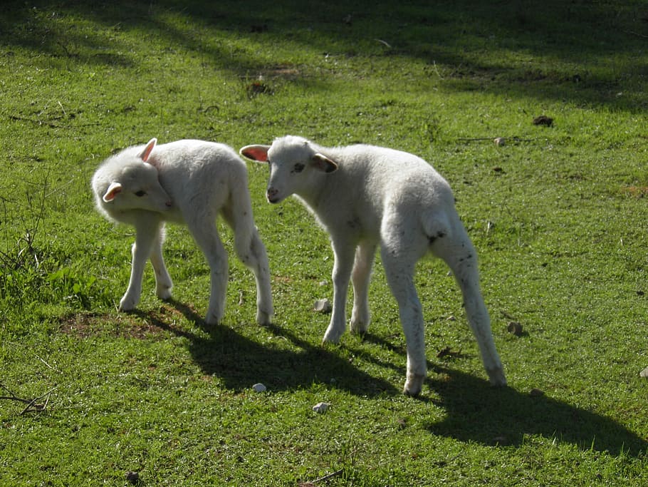 Lamb, Sheep, Spring, Animal, White, Wool, agriculture, cute HD wallpaper