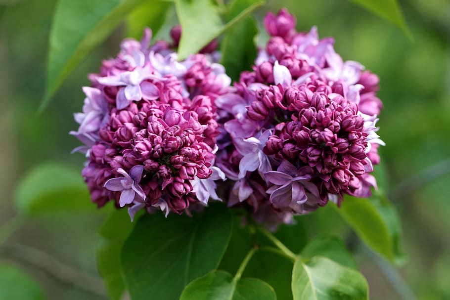 spring, without, lilac, violet, garden flowers, bush, a garden plant HD wallpaper