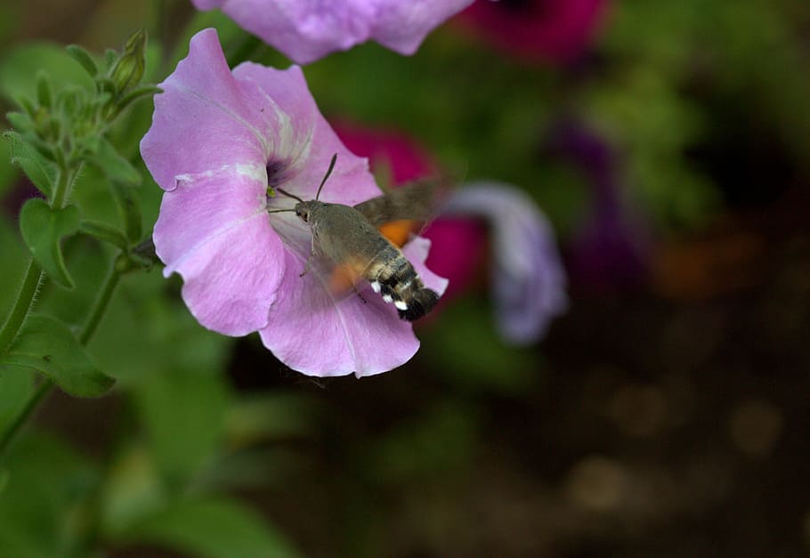 Moth, Hummingbird, Flower, Pollen, flight, insecta, nature, HD wallpaper