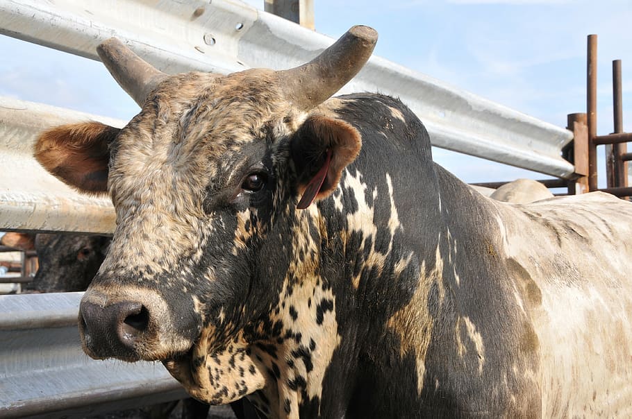 bull, rodeo, bovine, cow, animal, western, ranch, cattle, bucking