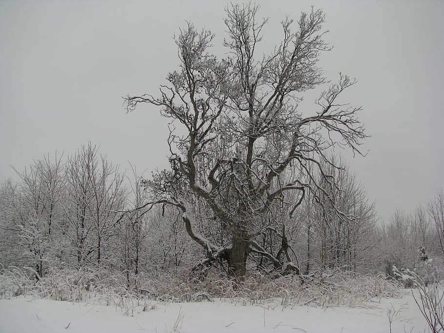 winter, tree, forest, snow, cold temperature, bare tree, plant HD wallpaper
