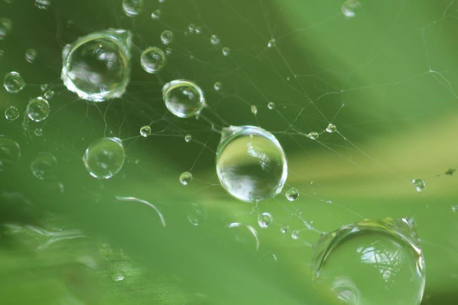Water, Drop, Liquid, Nature, bubble, green color, backgrounds HD wallpaper