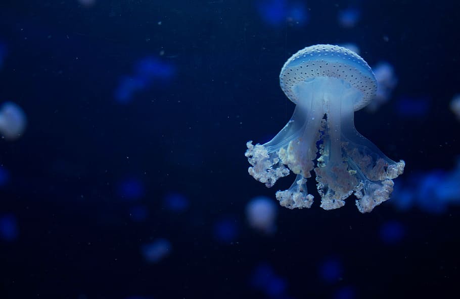 underwater photography of jellyfish, white jellyfish, aquarium