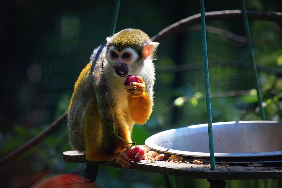 monkey, zoo, food, animal themes, primate, one animal, mammal HD wallpaper