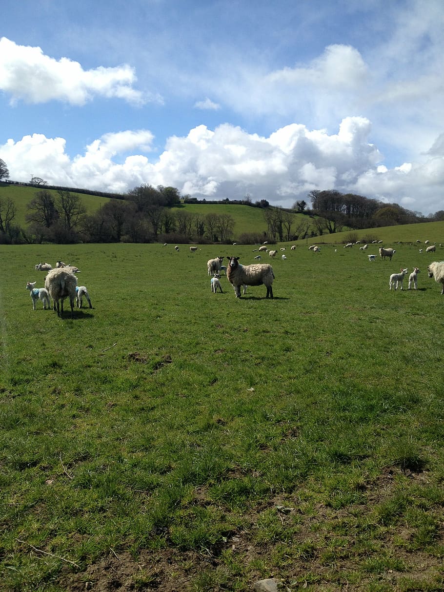 sheep, devon, sunshine, livestock, mammal, domestic animals HD wallpaper