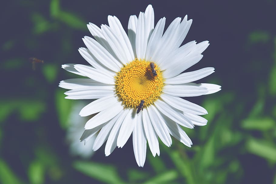 nature, petals, flower, outdoors, bees, bloom, blossom, bright HD wallpaper