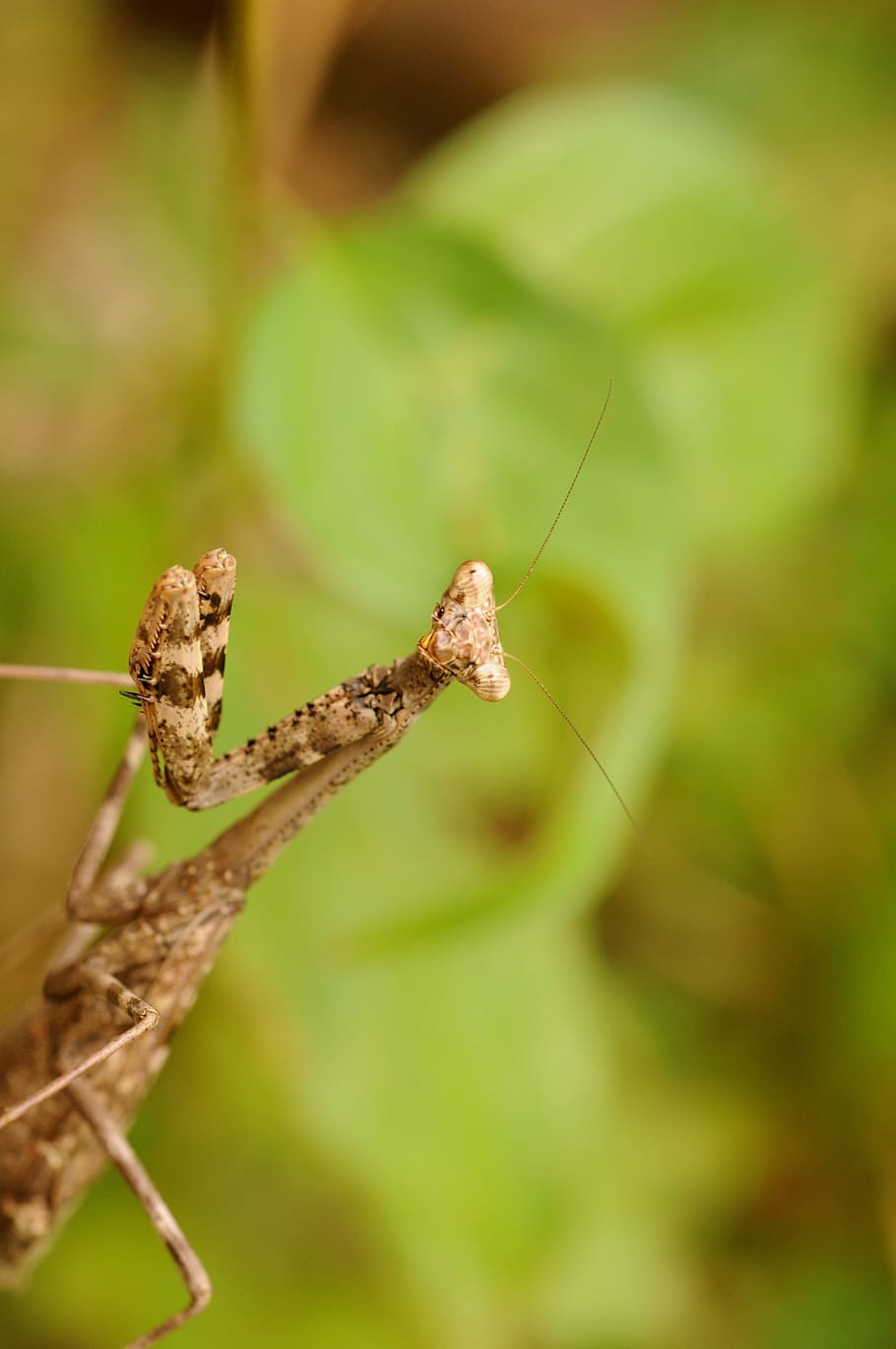 insect, pray mantis, nature, praying, antenna, macro, invertebrate HD wallpaper