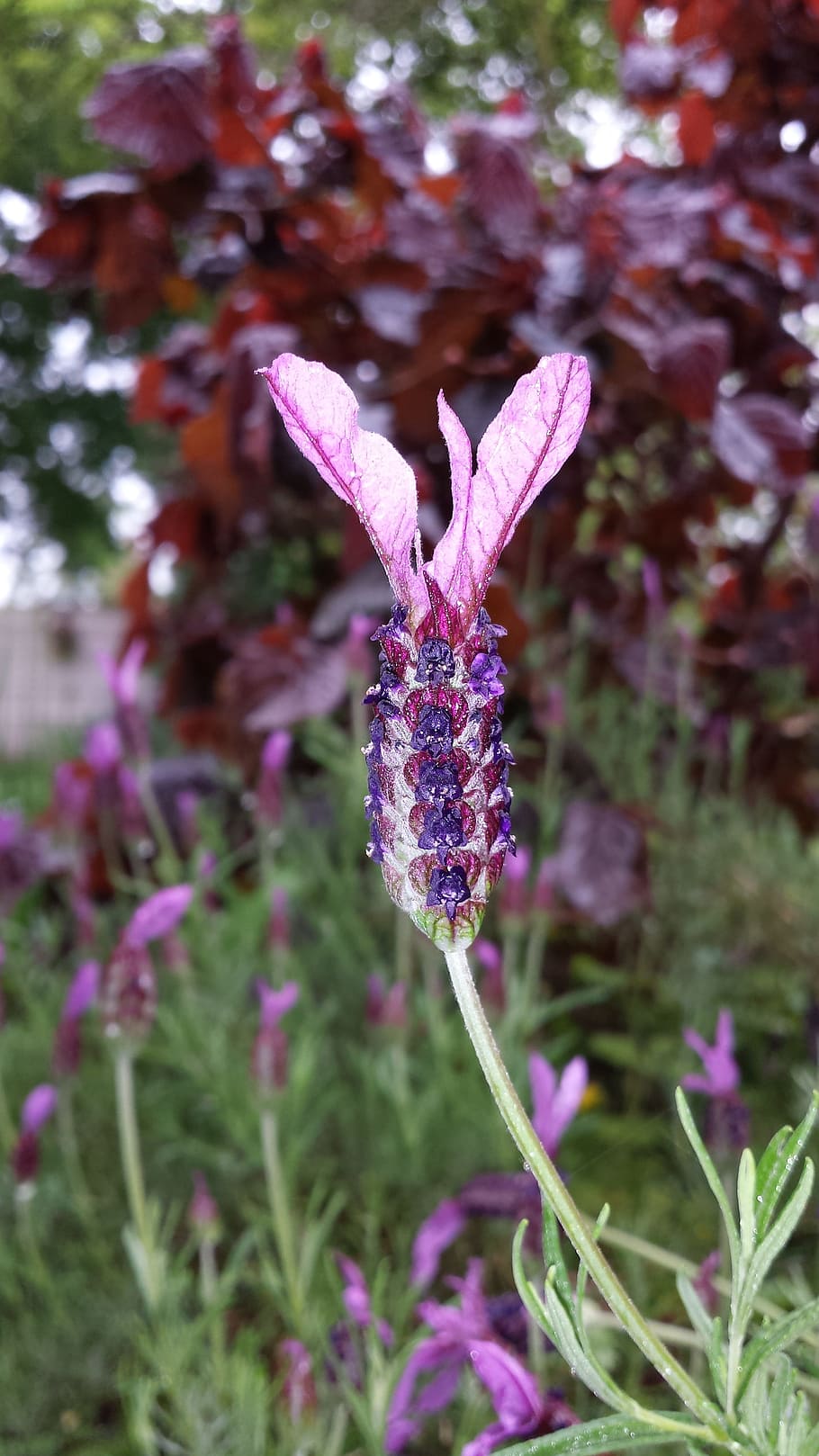 Lavender, Wings, Flowers, purple, fragility, growth, nature HD wallpaper